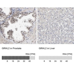 GRHL2 Antibody, Novus Biologicals 0.1mL; Unlabeled:Antibodies, Polyclonal