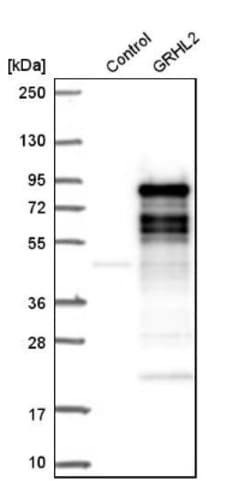GRHL2 Antibody, Novus Biologicals 0.1mL; Unlabeled:Antibodies, Polyclonal