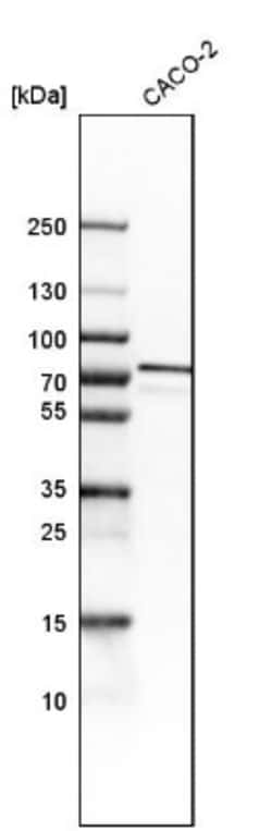 GRP75/HSPA9B/Mortalin Antibody, Novus Biologicals:Antibodies:Primary Antibodies