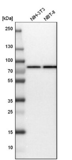 GRP75/HSPA9B/Mortalin Antibody, Novus Biologicals:Antibodies:Primary Antibodies
