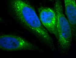 GRP78/HSPA5 Antibody (1H11-1H7), Novus Biologicals 0.1mg; Unlabeled:Antibodies,