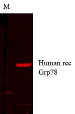 GRP78/HSPA5 Antibody (1H11-1H7), Novus Biologicals 0.1mg; Unlabeled:Antibodies,