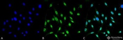 GRP78/HSPA5 Antibody (3C5-1A4), Novus Biologicals:Antibodies:Primary Antibodies