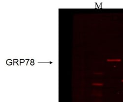 GRP78/HSPA5 Antibody (6H4-2G7), Novus Biologicals 0.1mg; Unlabeled:Antibodies,