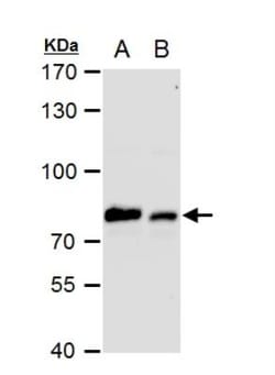 GRP78/HSPA5 Antibody, Novus Biologicals 0.1mL; Unlabeled:Antibodies, Polyclonal
