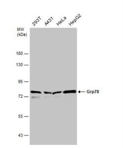 GRP78/HSPA5 Antibody, Novus Biologicals 0.1mL; Unlabeled:Antibodies, Polyclonal