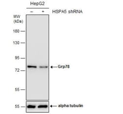 GRP78/HSPA5 Antibody, Novus Biologicals 0.1mL; Unlabeled:Antibodies, Polyclonal