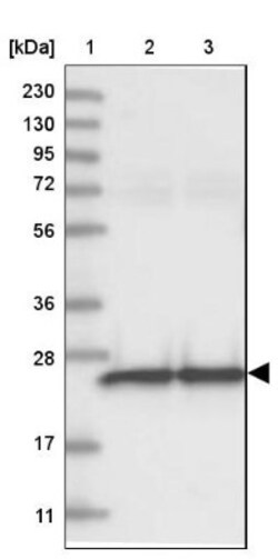 GRPEL1 Antibody, Novus Biologicals 25 &mu;L; Unlabeled:Antibodies, Polyclonal