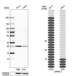 GRPEL1 Antibody, Novus Biologicals 25 &mu;L; Unlabeled:Antibodies, Polyclonal