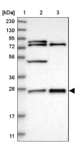 GRPEL2 Antibody, Novus Biologicals 25 &mu;L; Unlabeled:Antibodies, Polyclonal