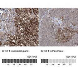 GRSF1 Antibody, Novus Biologicals:Antibodies:Primary Antibodies