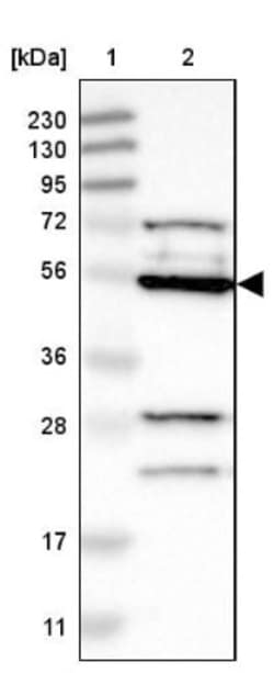 GRSF1 Antibody, Novus Biologicals 0.1mL; Unlabeled:Antibodies, Polyclonal
