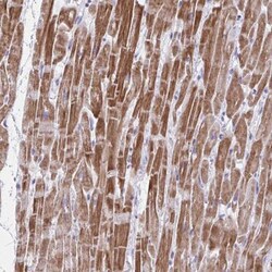 GRXCR2 Antibody, Novus Biologicals:Antibodies:Primary Antibodies