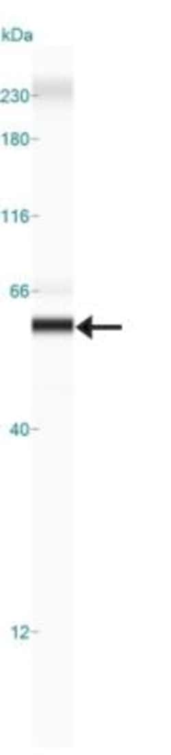 GSAP Antibody - BSA Free, Novus Biologicals 0.1mL:Antibodies, Polyclonal