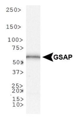 GSAP Antibody - BSA Free, Novus Biologicals 0.1mL:Antibodies, Polyclonal