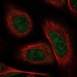 GSDMDC1 Antibody, Novus Biologicals 0.1mL; Unlabeled:Antibodies, Polyclonal