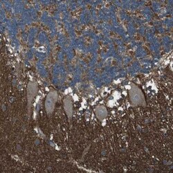 GSG1L Antibody, Novus Biologicals 25 &mu;L; Unlabeled:Antibodies, Polyclonal