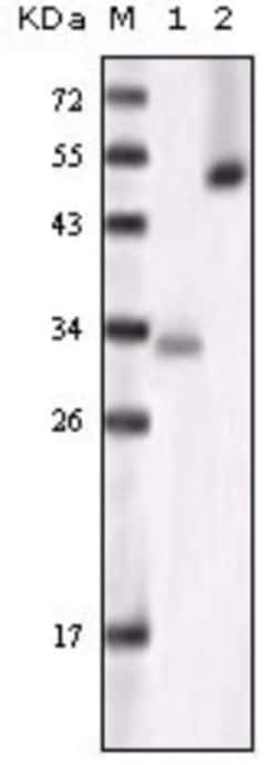 GSK-3 alpha Antibody (6G12C2), Novus Biologicals 0.1mL; Unlabeled:Antibodies,