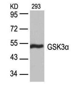 GSK-3 alpha Antibody, Novus Biologicals 0.1 mg; Unconjugated:Antibodies,