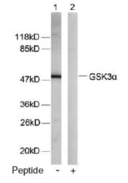 GSK-3 alpha Antibody, Novus Biologicals 0.1 mg; Unconjugated:Antibodies,