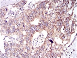 GSK-3 beta Antibody (3D6B4) - BSA Free, Novus Biologicals 0.1mg; Unlabeled:Antibodies,