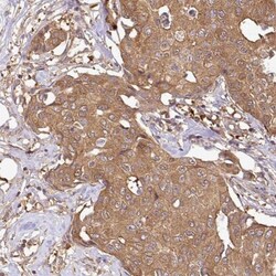 GSPT1 Antibody, Novus Biologicals 0.1mL; Unlabeled:Antibodies, Polyclonal