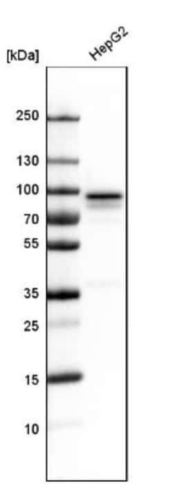 GSPT1 Antibody, Novus Biologicals 0.1mL; Unlabeled:Antibodies, Polyclonal