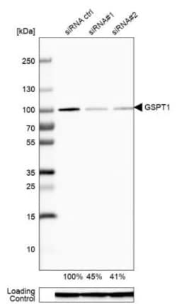 GSPT1 Antibody, Novus Biologicals 0.1mL; Unlabeled:Antibodies, Polyclonal