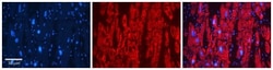 GSTA4 Antibody, Novus Biologicals 100μL; Unlabeled:Antibodies, Polyclonal