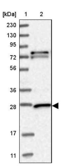 GSTM3 Antibody, Novus Biologicals:Antibodies:Primary Antibodies