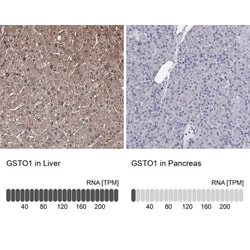 GSTO1 Antibody, Novus Biologicals 0.1mL; Unlabeled:Antibodies, Polyclonal