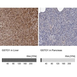 GSTO1 Antibody, Novus Biologicals 0.1mL; Unlabeled:Antibodies, Polyclonal