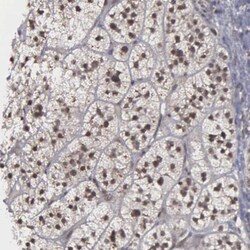 MRPL52 Antibody, Novus Biologicals:Antibodies:Primary Antibodies