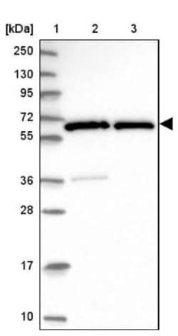 GTF2H1 Antibody, Novus Biologicals:Antibodies:Primary Antibodies