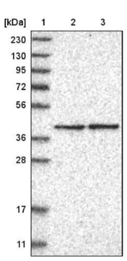 GTP binding protein era homolog Antibody, Novus Biologicals 0.1mL; Unlabeled:Antibodies,