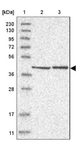 GTP binding protein era homolog Antibody, Novus Biologicals 25 &mu;L; Unlabeled:Antibodies,