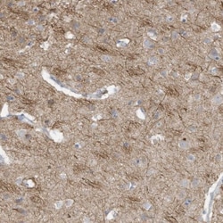 GTPBP2 Antibody, Novus Biologicals:Antibodies:Primary Antibodies