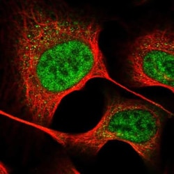 GTSF1 Antibody, Novus Biologicals:Antibodies:Primary Antibodies