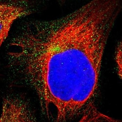 GULP1/CED-6 Antibody, Novus Biologicals 25 &mu;L; Unlabeled:Antibodies,