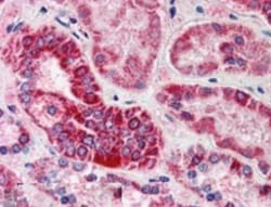 GULP1/CED-6 Antibody, Novus Biologicals 0.1mg; Unlabeled:Antibodies, Polyclonal