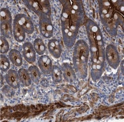 GULP1/CED-6 Antibody, Novus Biologicals 25 &mu;L; Unlabeled:Antibodies,