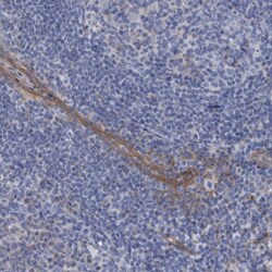 GULP1/CED-6 Antibody, Novus Biologicals 25 &mu;L; Unlabeled:Antibodies,