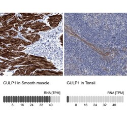 GULP1/CED-6 Antibody, Novus Biologicals 25 &mu;L; Unlabeled:Antibodies,