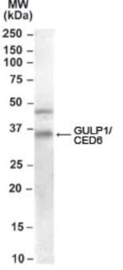 GULP1/CED-6 Antibody, Novus Biologicals 0.1mg; Unlabeled:Antibodies, Polyclonal