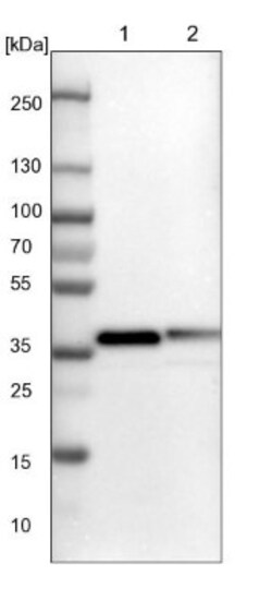 GULP1/CED-6 Antibody, Novus Biologicals 25 &mu;L; Unlabeled:Antibodies,