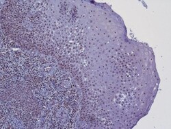 Galanin Antibody, Novus Biologicals:Antibodies:Primary Antibodies