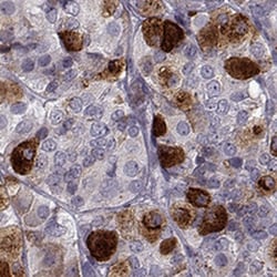 Galanin Antibody, Novus Biologicals:Antibodies:Primary Antibodies