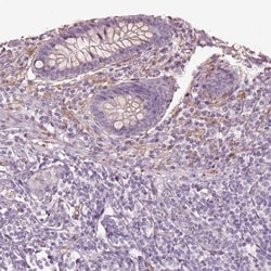 Galanin Antibody, Novus Biologicals:Antibodies:Primary Antibodies