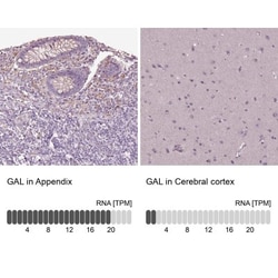 Galanin Antibody, Novus Biologicals:Antibodies:Primary Antibodies