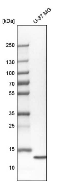 Galectin-1 Antibody, Novus Biologicals:Antibodies:Primary Antibodies